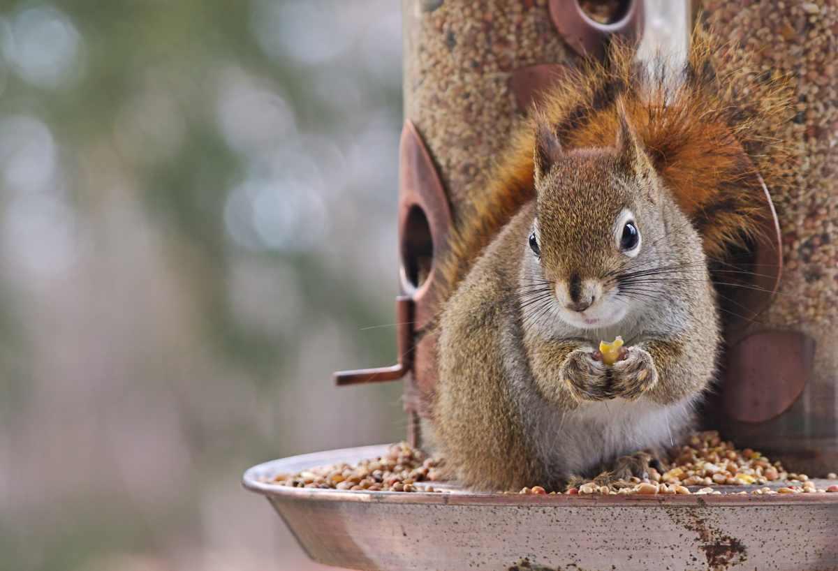 pn/cfaab b ba bbf bac