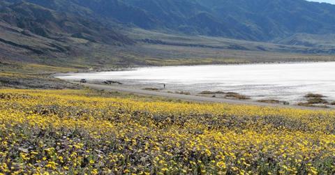 The last superbloom in Death Valley took place in 2016. (Image Source: National Park Service)