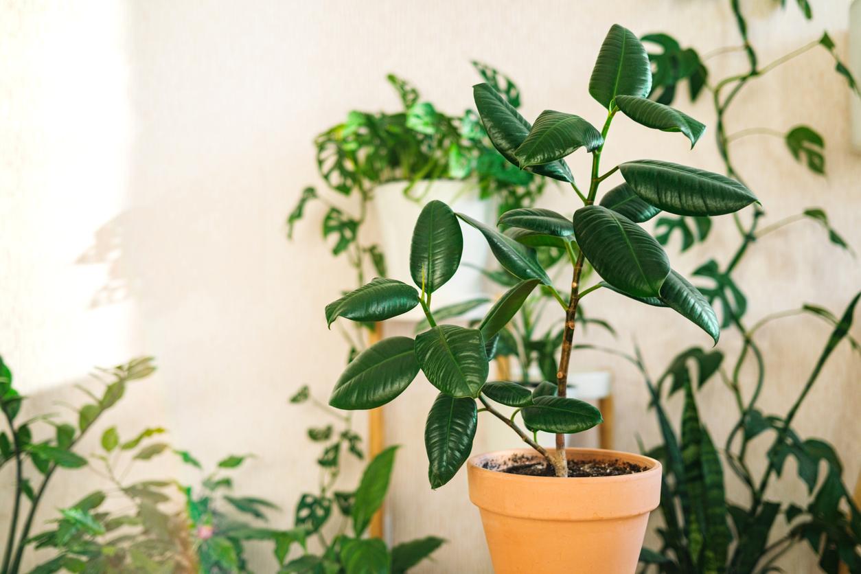 A Simple Guide to Rubber Plant Propagation