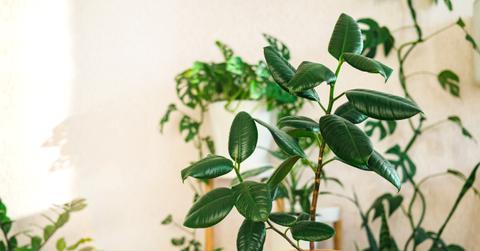 Rubber plant in terra cotta pot
