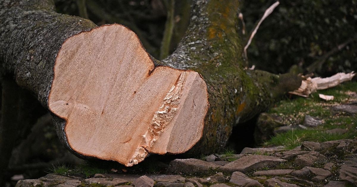 Close-up photograph of the felled Sycamore Gap tree.