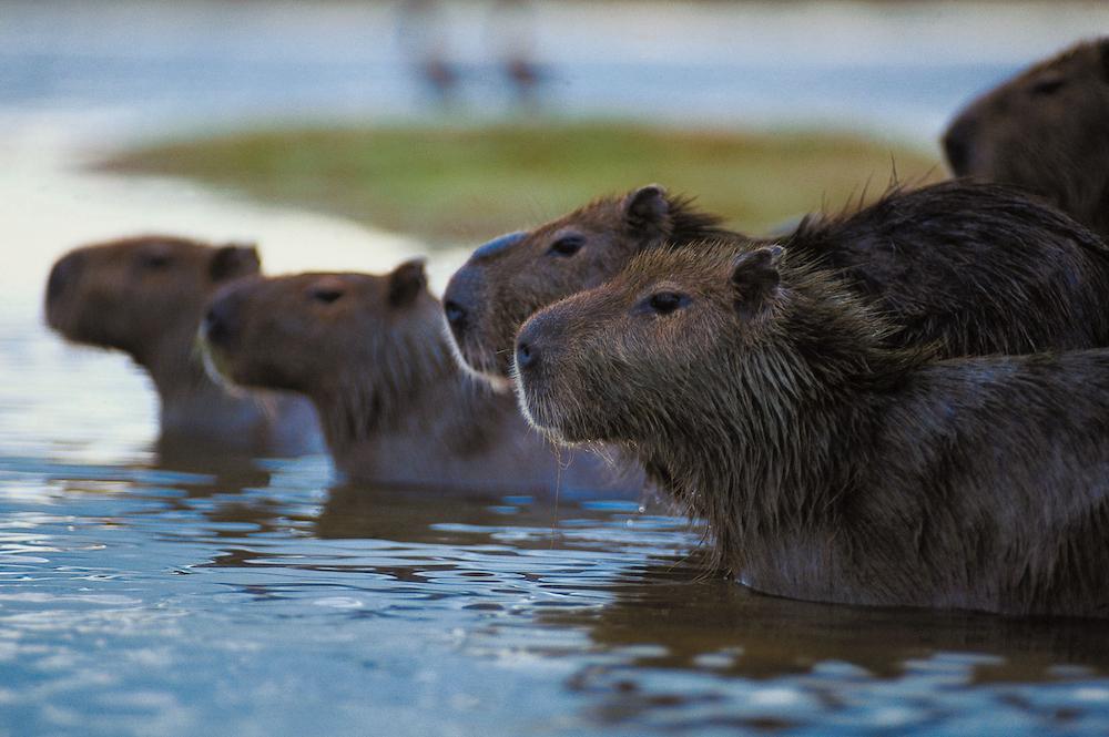 Capivara (capybara)  Capybara, Endangered animals facts, Worlds cutest  animals