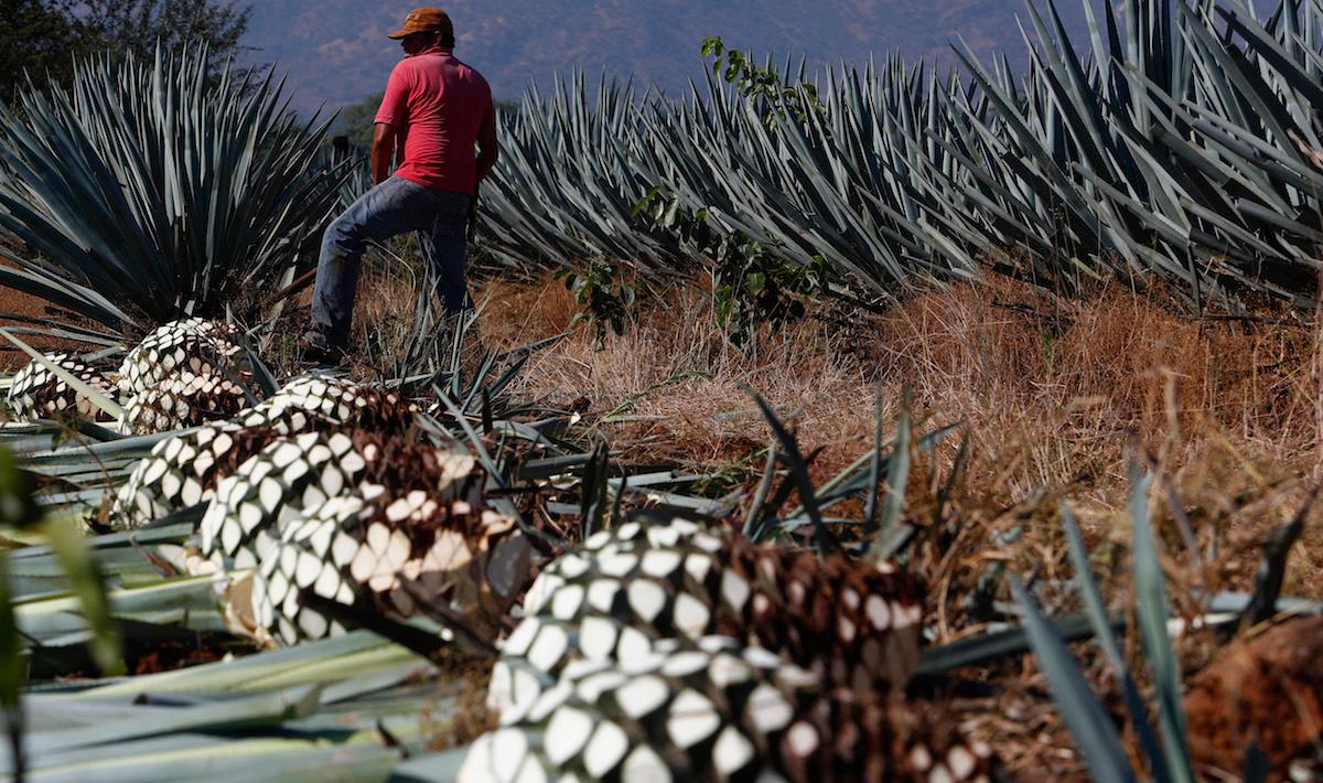 Agave harvest