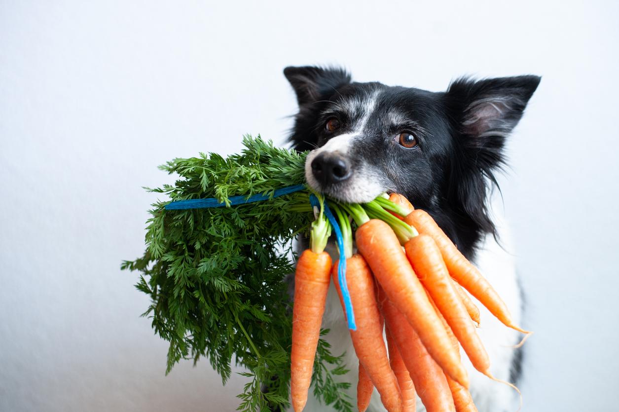 Dog Holding Carrots