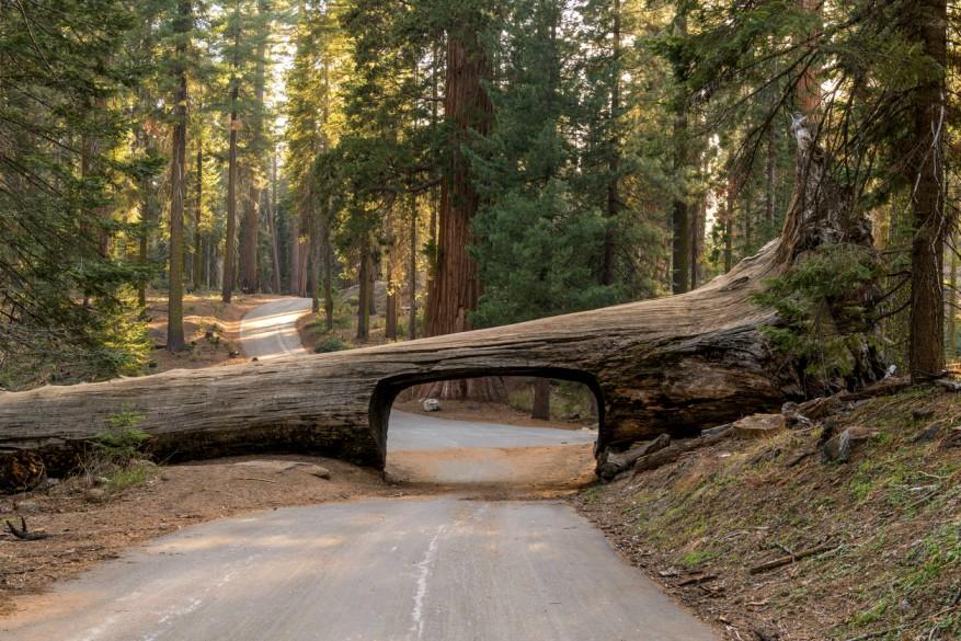 The famous fallen Tunnel Log from 1937 is pictured along Crescent Meadow Road in Giant Forest in Sequoia National Park.