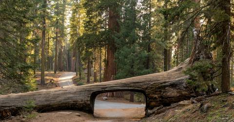 The famous fallen Tunnel Log from 1937 is pictured along Crescent Meadow Road in Giant Forest in Sequoia National Park.
