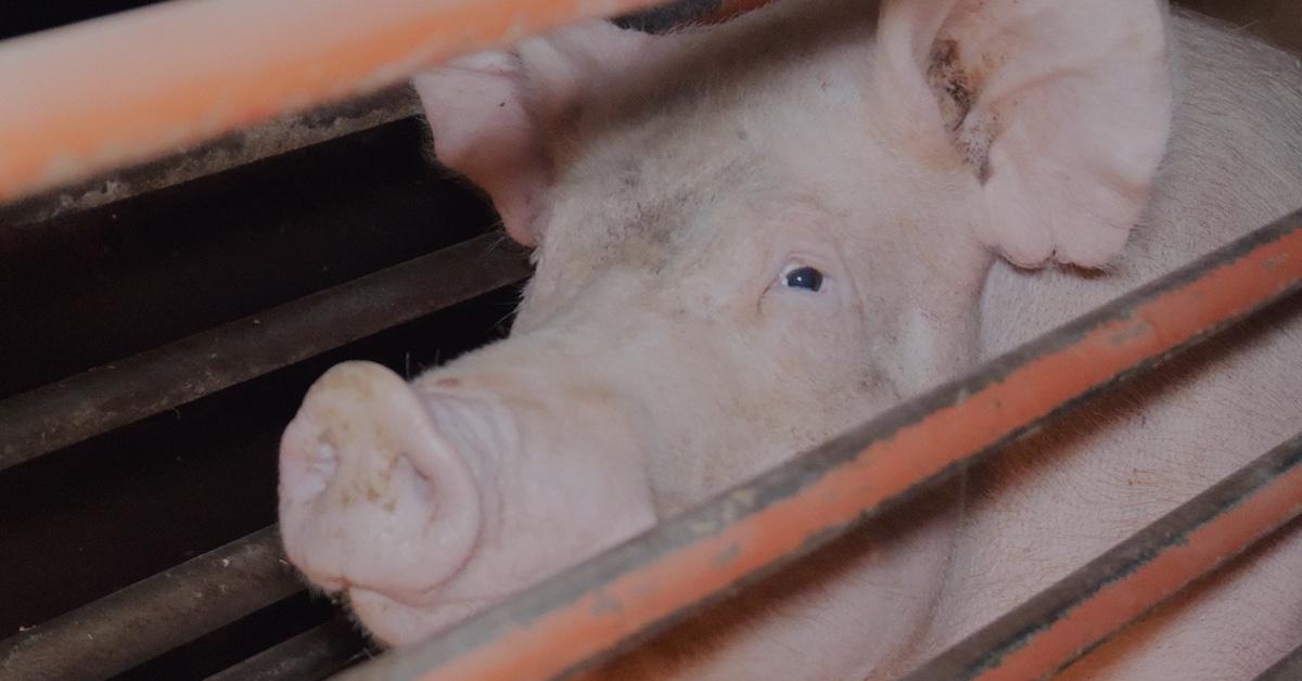 A pig in a factory farm