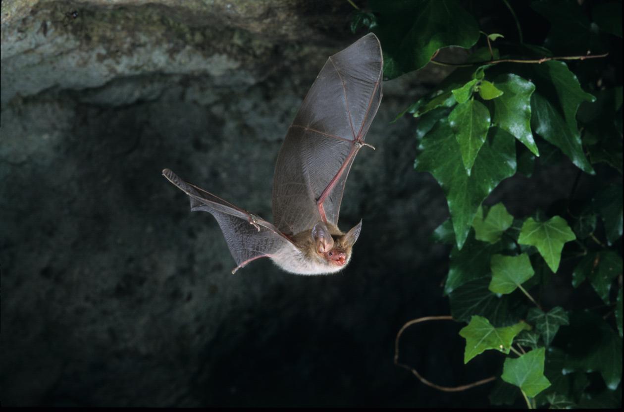 A bat is seen hanging upside down from a branch with green leaves near a cave.