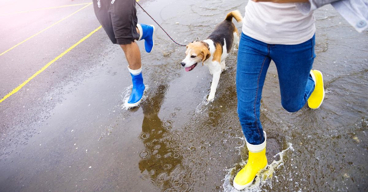 Beagle on a run in the rain with two people. 