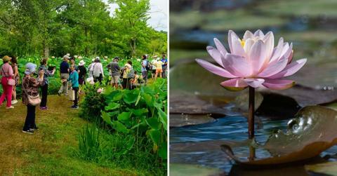 People flock to Kenilworth Aquatic Gardens to witness the blooming lotuses and water lilies. (Cover Image Source: Facebook | @kenilworthaquaticgardens)