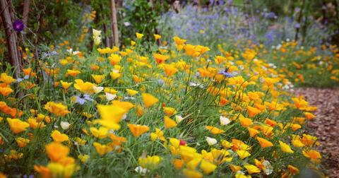 A photo of a garden full of yellow and purple wildflowers next to a mulch path.