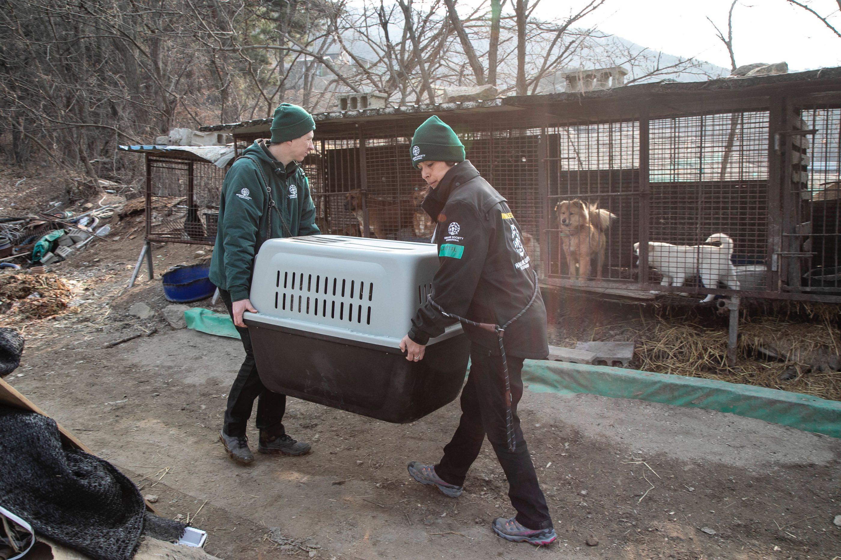 Representatives from HSI/Mexico and HSI/Latin America carry the crate of a rescued dog toward the truck at a dog meat farm in Asan, South Korea.