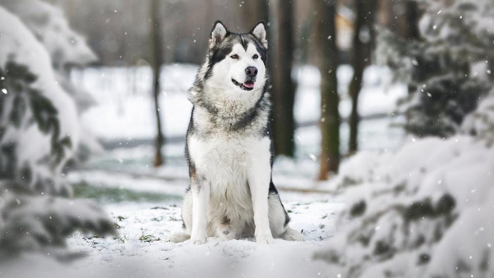 An Alaskan Malamute sitting in the snow in a forest. 