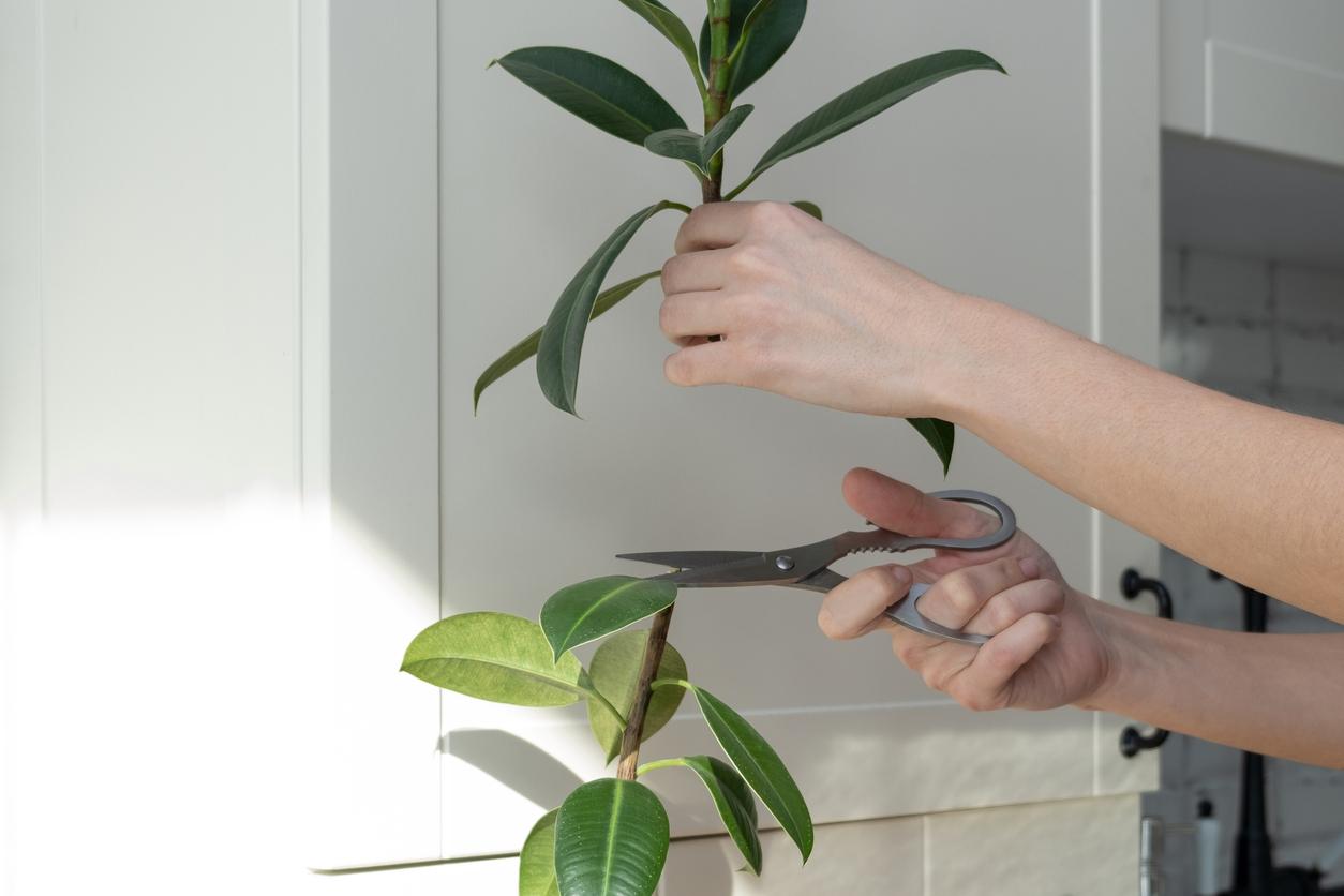 Person cutting stem off rubber plant