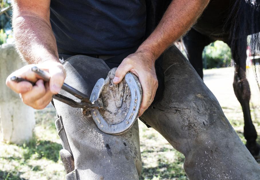 Why Do Horses Need Shoes but Not Wild Horses?