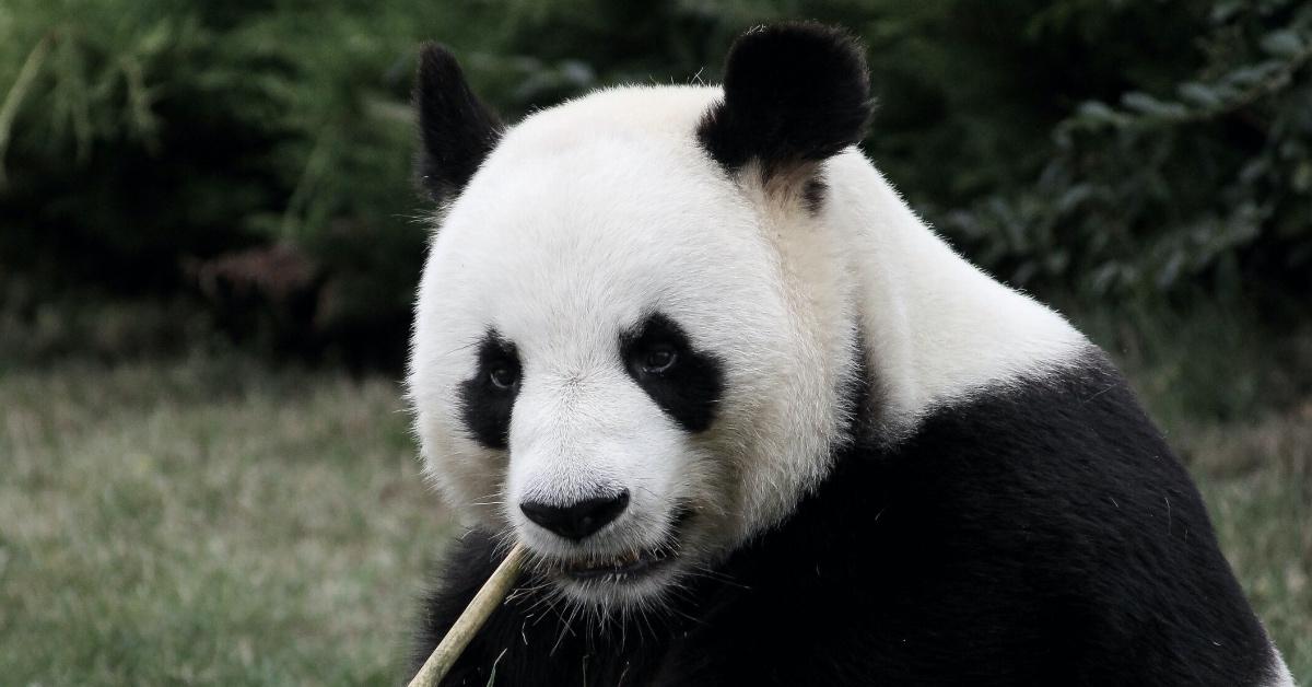 Close-up photo of a panda bear eating bamboo.