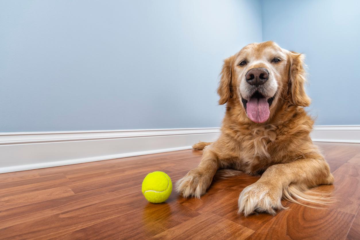 A senior Golden Retriever looks at the camera while laying on a wood floor beside a tennis ball.