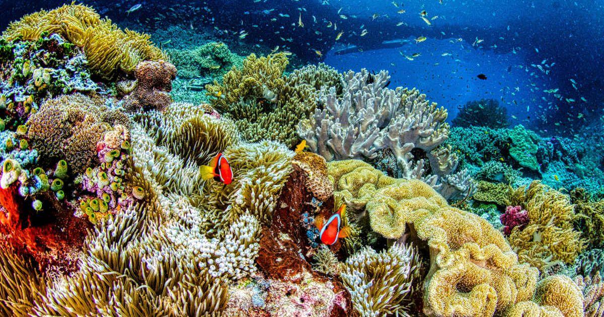 A coral reef teeming with life under the sea. (Representative Cover Image Source: Pexels | Tom Fisk)
