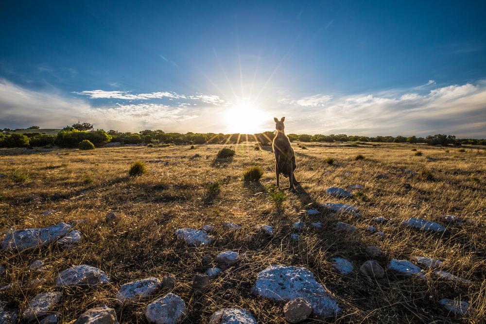 A kangaroo in  a field at sunset.