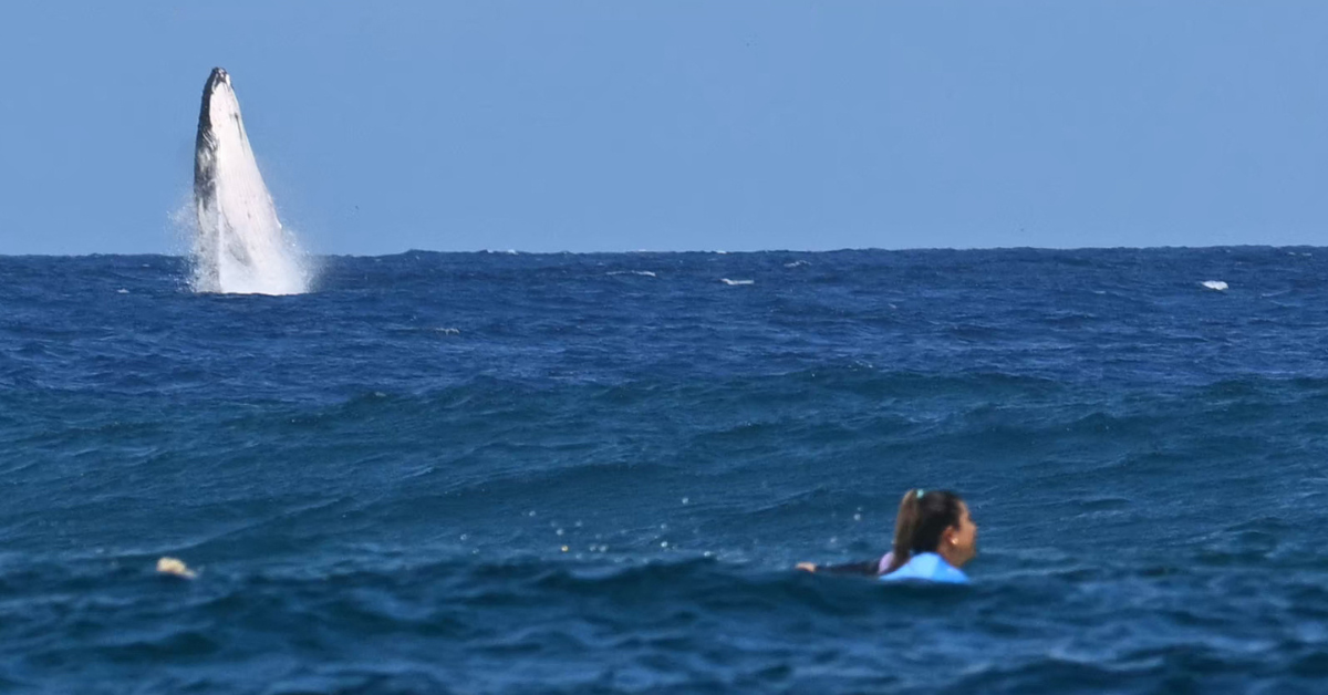 A gray whale breaches during the semi-finals during the surfacing leg of the competition 