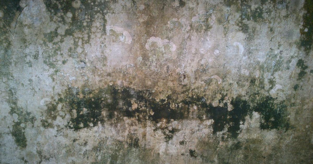 mold charcoal
