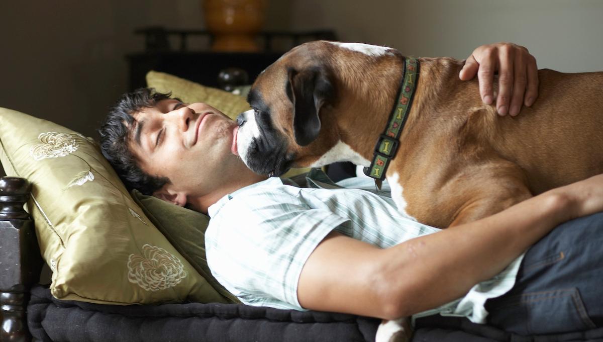 What Does It Mean When a Dog Licks You?