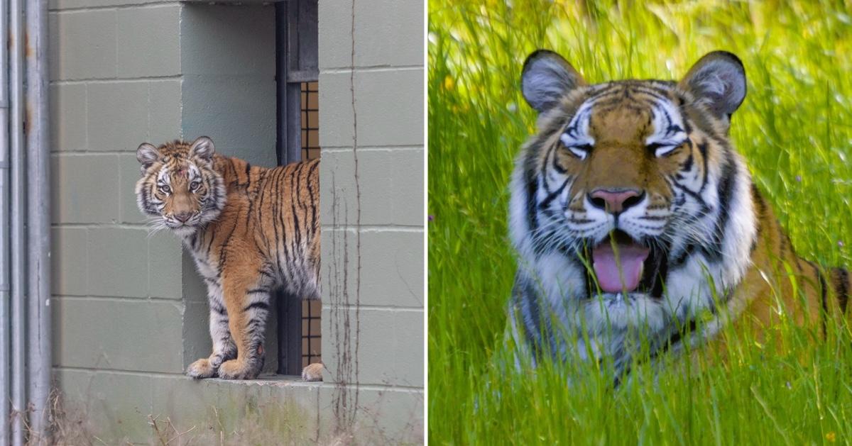 Elsa the tiger by a cement wall; and Elsa today, thriving at the animal sanctuary.