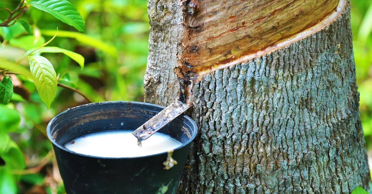 Photo of rubber latex being collected from a tree