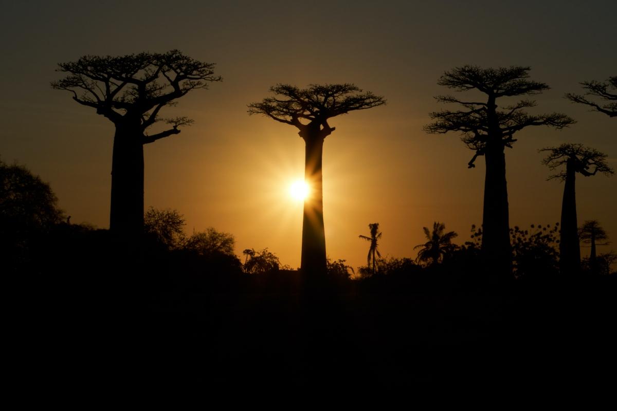 Baobab trees at sunset