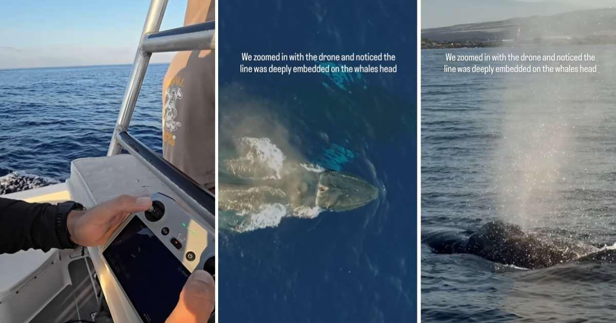 Whale caught in fishing debris. (Cover Image Source: Instagram | @j.kowitz)