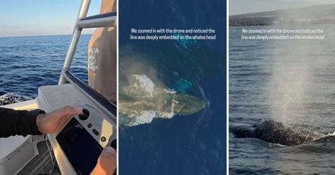 Whale caught in fishing debris. (Cover Image Source: Instagram | @j.kowitz)