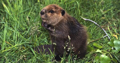 A brown beaver sitting up in the grass