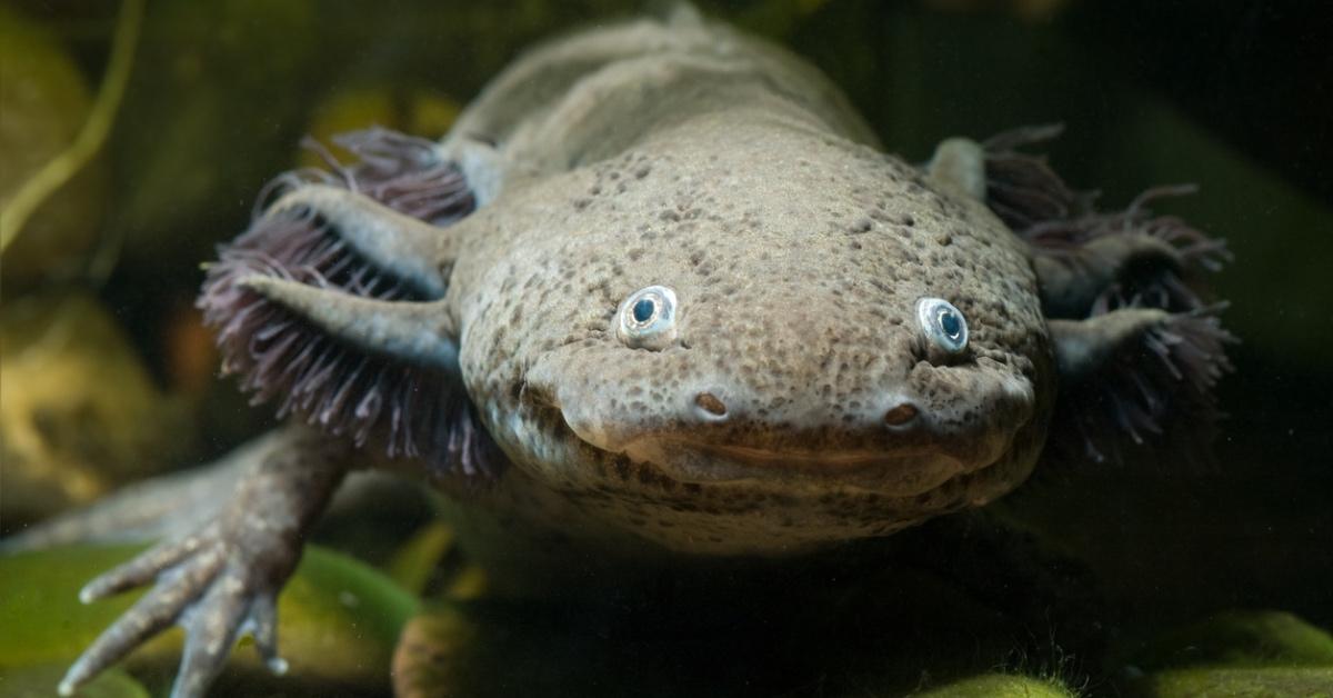 Close-up photograph of a brown axolotl