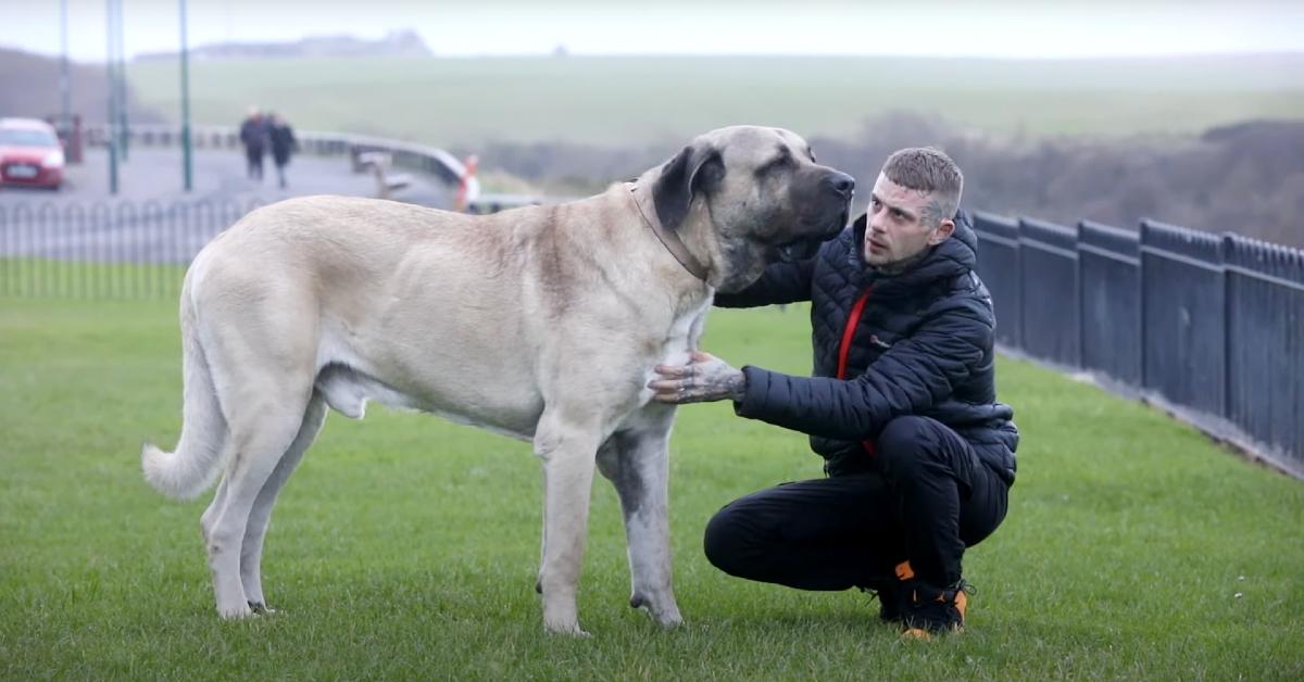 Yorkshire dog trainer Dylan Shaw crouching next to his Turkish Malakli called Abu, aka the U.K.'s biggest dog