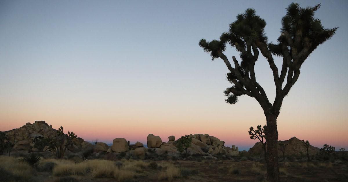 Joshua Tree National Park