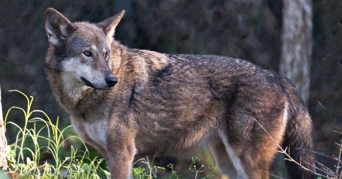 Red wolf standing in the grass. 