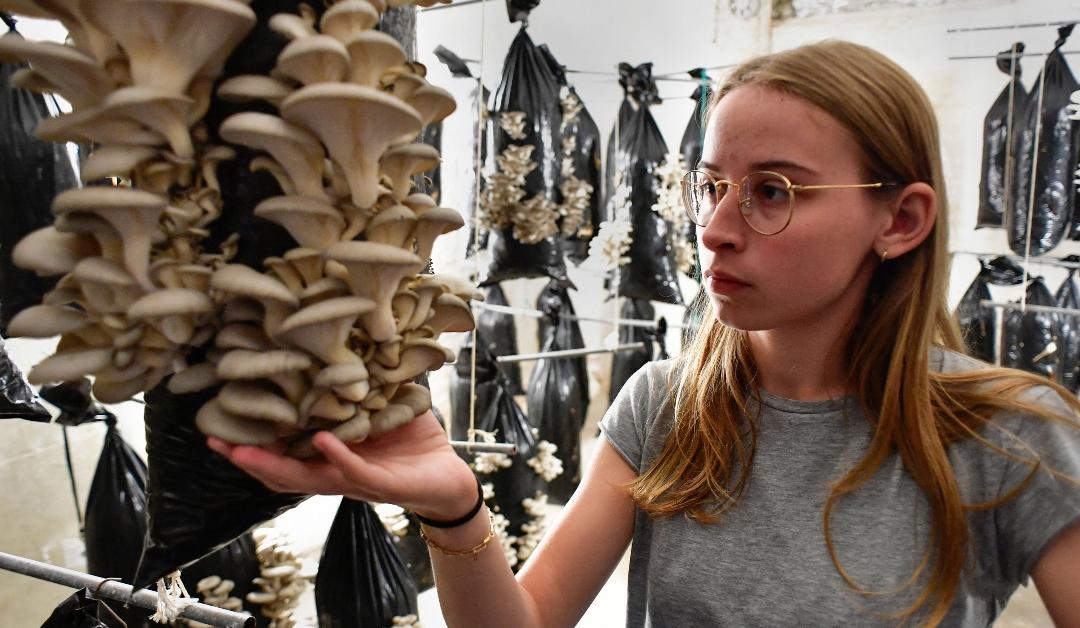 A young girl holds mushrooms produced by the company Permafungi in Brussels