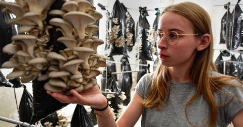 A young girl holds mushrooms produced by the company Permafungi in Brussels