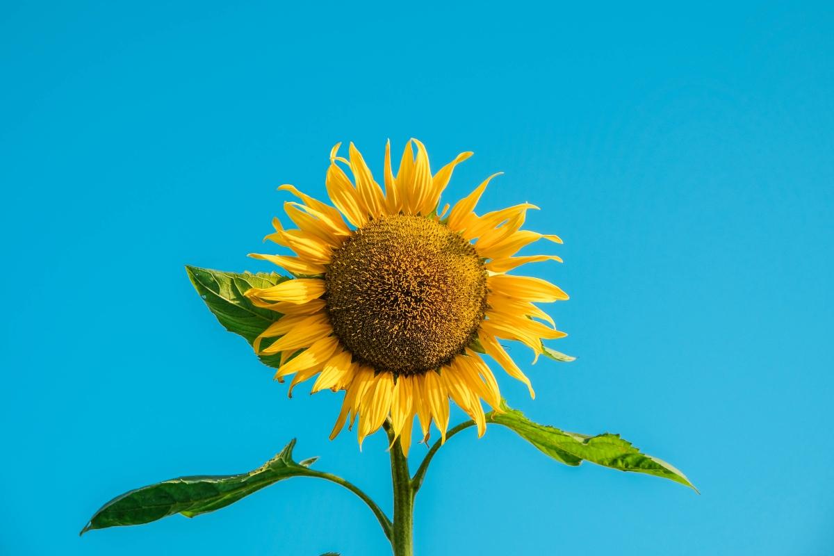 sunflower on a blue background