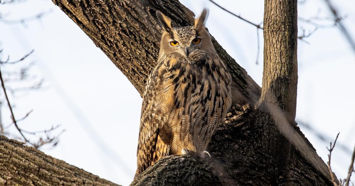 Flaco the owl photographed in Central Park.