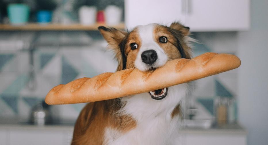 A Border collie holding a baguette in their mouth. 