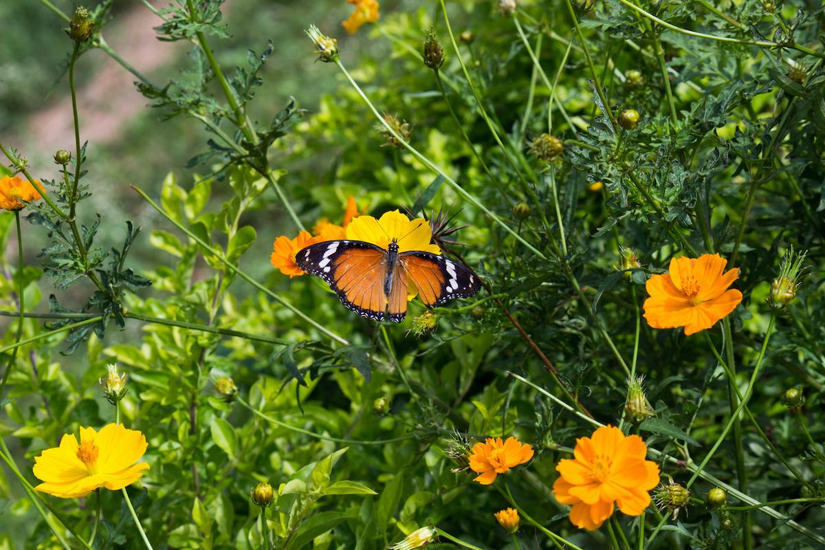 butterflies biodiversity