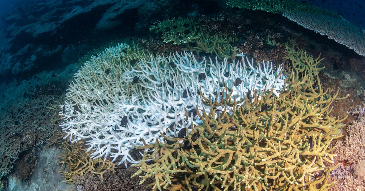 coral bleaching