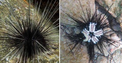 (L) A healthy sea urchin; (R) A sick and dying sea urchin. (Cover Image Source: Atlantic and Gulf Rapid Reef Assessment (L) K. Marks; (R) Kimani Kitson-Walters)