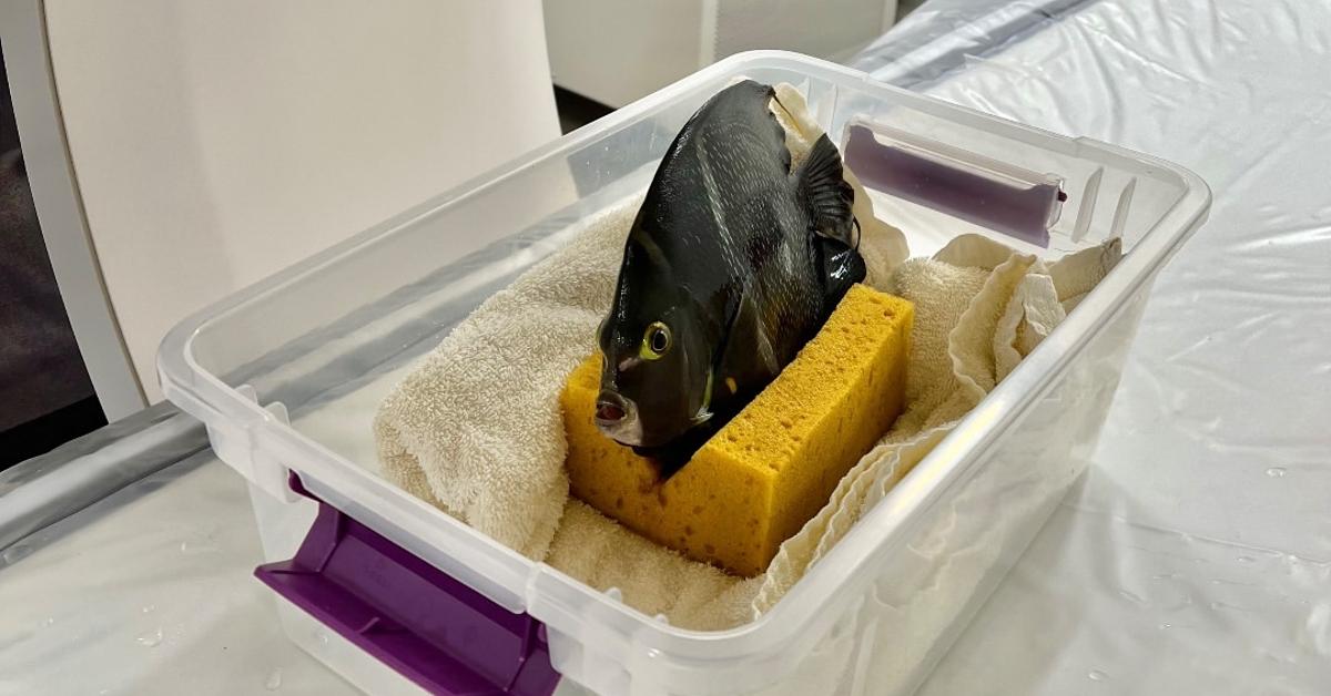 Photo of an angelfish atop a damp sponge in a CT scan machine