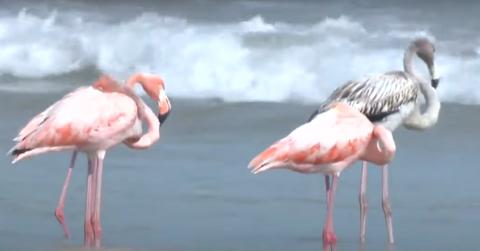 Pink flamingos in Port Washington, Wisconsin