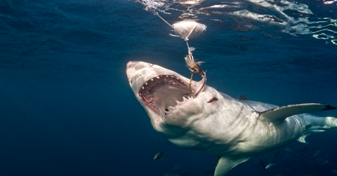 brutal practice shark finning