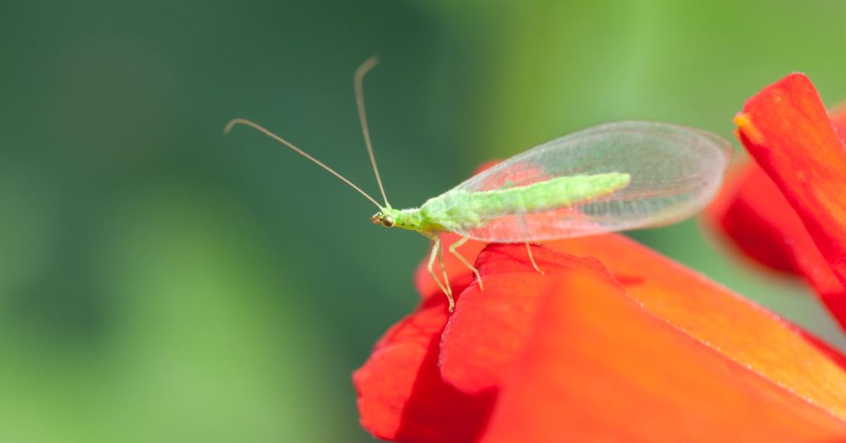 The Helpful Green Lacewing - FineGardening