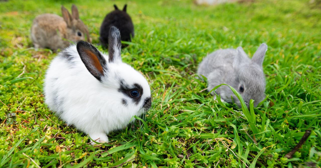Do Rabbits Lay Eggs? Where Do Baby Bunnies Come From?