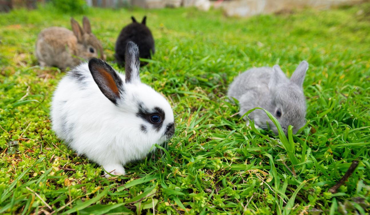 Linking Rabbits Do Rabbits Lay Eggs? Where Do Baby Bunnies Come From?